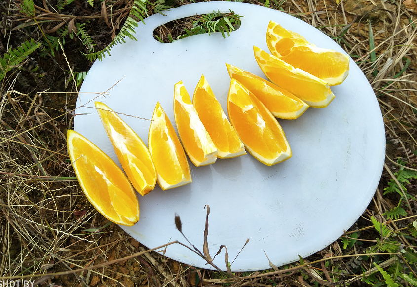 康宜健身器材公司 “亲近自然，采摘脐橙”只为到厂的你！